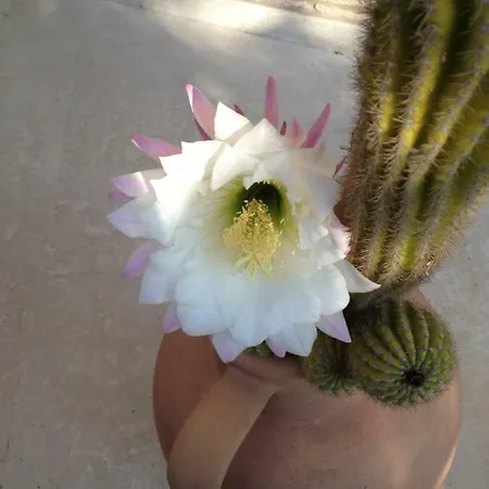 Apartmán Via Adriatica Nord